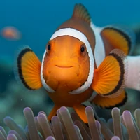 Marlin — Aweswim inquiry agent, clownfish